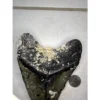 Megalodon tooth, 6.24 inches, Huge Prehistoric Online