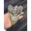 Megalodon tooth, 6.24 inches, Huge Prehistoric Online