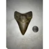 Megalodon Tooth, S. Georgia 3.97 inch Prehistoric Online