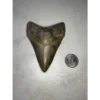 Megalodon Tooth, S. Georgia 3.97 inch Prehistoric Online