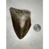 Megalodon Tooth, S. Georgia 4.60 inch Prehistoric Online