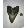 Megalodon Tooth, N. Carolina 5.58 inch Prehistoric Online