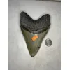 Megalodon Tooth, N. Carolina 5.58 inch Prehistoric Online