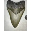 Megalodon Tooth, N. Carolina 5.58 inch Prehistoric Online