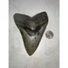 Megalodon Tooth, N. Carolina 5.65 inch Prehistoric Online