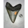 Megalodon Tooth, N. Carolina 5.65 inch Prehistoric Online