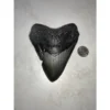 Megalodon Tooth, N. Carolina 5.61 inch Prehistoric Online