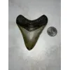 Megalodon Tooth, North Carolina 3.76 inch Prehistoric Online