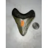 Megalodon Tooth, North Carolina 3.76 inch Prehistoric Online