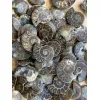 Ammonite Slice, Cleoniceras set of 10 Prehistoric Online