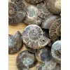 Ammonite Slice, Cleoniceras set of 10 Prehistoric Online