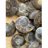 Ammonite Slice, Cleoniceras set of 3 Prehistoric Online