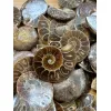 Ammonite Slice, Cleoniceras set of 10 Prehistoric Online