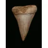 Mako Shark Tooth, CA, Shark Tooth Hill Prehistoric Online