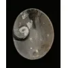 Goniatite Ammonite, Decorative dish 5×3 Prehistoric Online