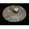 Goniatite Ammonite, Decorative dish 5×3 Prehistoric Online