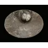 Goniatite Ammonite, Decorative dish 5×3 Prehistoric Online