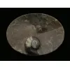 Goniatite Ammonite, Decorative dish 5×3 Prehistoric Online