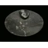 Goniatite Ammonite, Decorative dish 5×3 Prehistoric Online