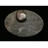 Goniatite Ammonite, Decorative dish 5×3 Prehistoric Online