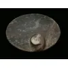 Goniatite Ammonite, Decorative dish 5×3 Prehistoric Online