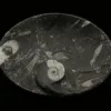 Goniatite Ammonite, Morocco, dish 5×3″ Prehistoric Online