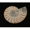 Cleoniceras Cleon Ammonite,100 MYO Prehistoric Online