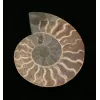 Cleoniceras Cleon Ammonite,100 MYO Prehistoric Online