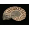 Cleoniceras Cleon Ammonite,100 MYO Prehistoric Online