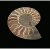 Cleoniceras Cleon Ammonite,100 MYO Prehistoric Online