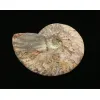 Cleoniceras Cleon Ammonite,100 MYO Prehistoric Online