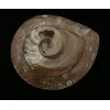 Goniatite Ammonite, Morocco Prehistoric Online