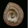 Goniatite Ammonite, Morocco Prehistoric Online