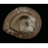 Goniatite Ammonite, Morocco Prehistoric Online