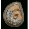 Goniatite Ammonite, Morocco Prehistoric Online