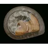 Goniatite Ammonite, Morocco Prehistoric Online