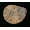 Goniatite Ammonite, Morocco Prehistoric Online