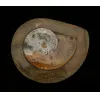 Goniatite Ammonite, Morocco Prehistoric Online