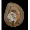 Goniatite Ammonite, Morocco Prehistoric Online