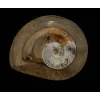 Goniatite Ammonite, Morocco Prehistoric Online