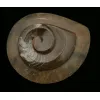 Goniatite Ammonite, Morocco Prehistoric Online