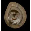 Goniatite Ammonite, Morocco Prehistoric Online