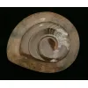 Goniatite Ammonite, Morocco Prehistoric Online