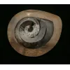 Goniatite Ammonite, Morocco Prehistoric Online