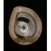 Goniatite Ammonite, Morocco Prehistoric Online