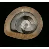 Goniatite Ammonite, Morocco Prehistoric Online