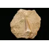 Mosasaur tooth, very high grade in natural matrix Prehistoric Online