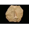 Mosasaur tooth, very high grade in natural matrix Prehistoric Online