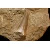 Mosasaur tooth, very high grade in natural matrix Prehistoric Online