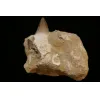 Mosasaur tooth in natural matrix, Morocco Prehistoric Online